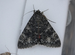 Catocala californica