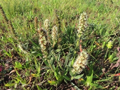 Echiostachys incanus