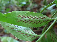 Asplenium gemmiferum