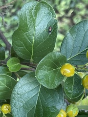 Ehretia anacua