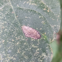 Phyllonorycter issikii