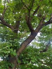 Quercus dentata