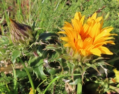 Berkheya armata
