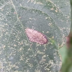 Phyllonorycter issikii
