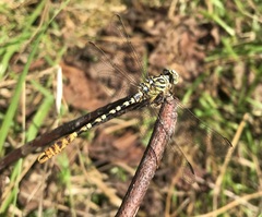 Onychogomphus flexuosus