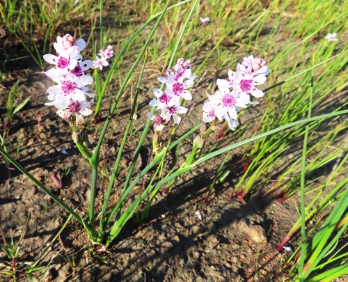Image of Wurmbea stricta by (c) linkie, some rights reserved (CC BY)