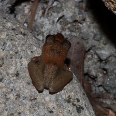 Eleutherodactylus johnstonei