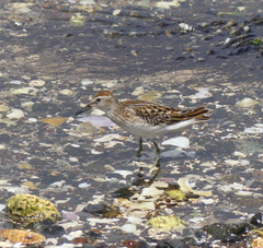 Calidris subminuta