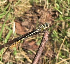 Onychogomphus flexuosus