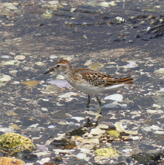 Calidris subminuta