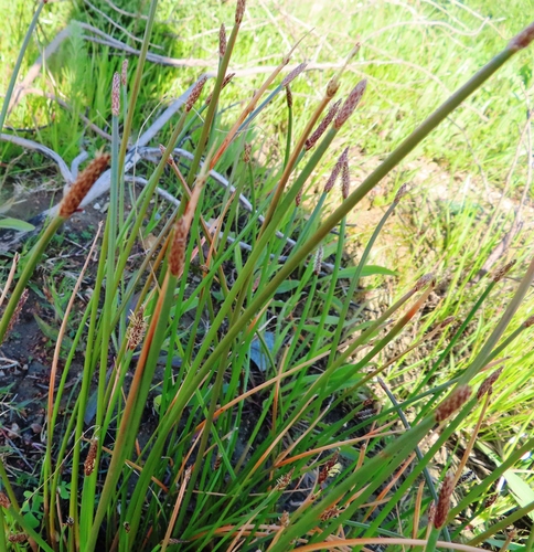 Image of Eleocharis limosa by (c) linkie, some rights reserved (CC BY)