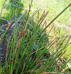 Eleocharis limosa