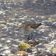 Calidris subminuta