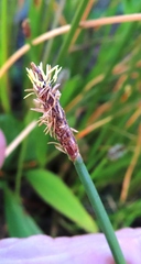 Eleocharis limosa