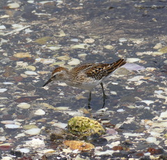 Calidris subminuta