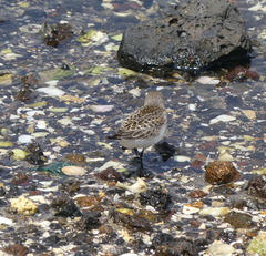 Calidris ruficollis