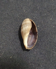 Pseudozonaria arabicula