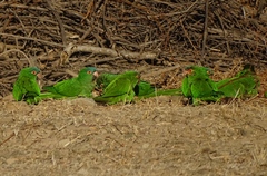 Thectocercus acuticaudatus