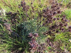 Leucadendron lanigerum lanigerum