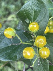 Ehretia anacua