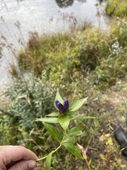 Gentiana clausa