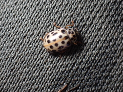 Anisosticta novemdecimpunctata