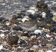 Calidris ruficollis