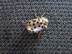 Anisosticta novemdecimpunctata