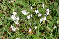 Euphrasia officinalis