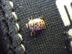 Anisosticta novemdecimpunctata