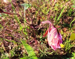 Monsonia speciosa