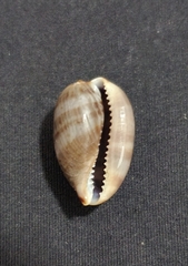 Pseudozonaria arabicula