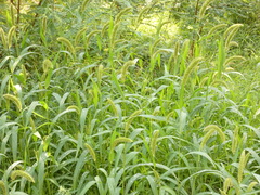 Setaria viridis pycnocoma