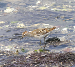 Calidris subminuta
