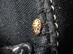 Anisosticta novemdecimpunctata