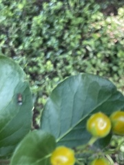 Ehretia anacua