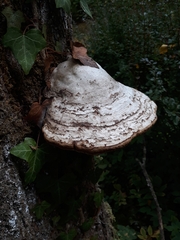 Fomes fomentarius