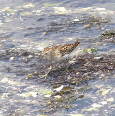 Calidris subminuta