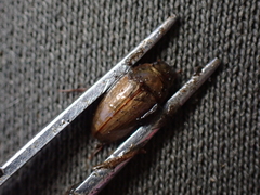 Enochrus