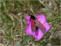 Zygaena purpuralis