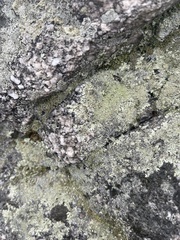 Flavoparmelia baltimorensis