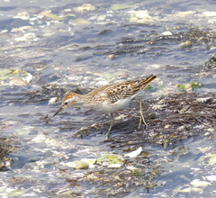 Calidris subminuta