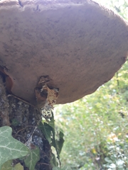 Fomes fomentarius