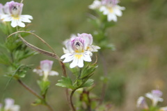 Euphrasia officinalis
