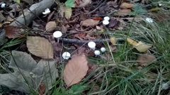 Infundibulicybe geotropa