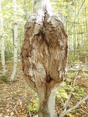 Neonectria ditissima