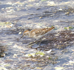 Calidris subminuta