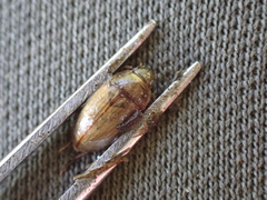 Enochrus