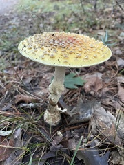 Amanita
