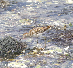Calidris subminuta